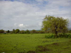 Savana di Kabupaten Bima